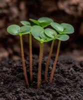 Young seedlings growing in rich soil during spring season in a garden photo
