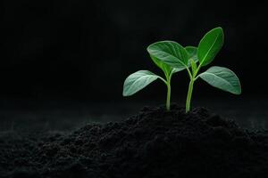 New plant sprouts emerging from dark soil in a serene environment photo