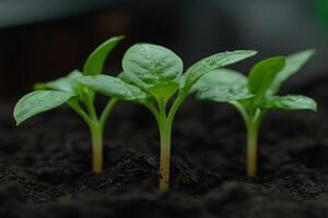 Fresh green plants thriving in rich, dark soil photo