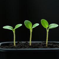 Small green seedlings growing in a black planter filled with soil photo
