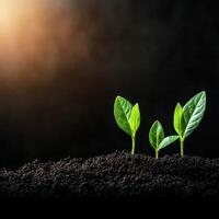 New seedlings emerge from rich soil under warm sunlight in a garden photo