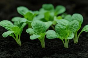 Fresh green seedlings growing in rich dark soil during springtime photo