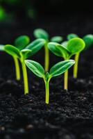 Green seedlings sprouting from rich dark soil in a close view during daylight photo