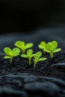 New green seedlings emerge from dark soil in a close-up view photo