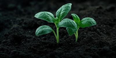 Green seedlings growing in rich soil under natural light photo