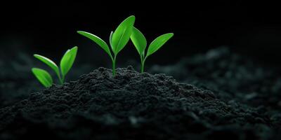 New seedlings emerging from dark soil in a tranquil environment photo