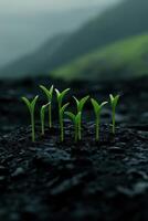 New plants emerging from fertile soil in a lush green environment photo