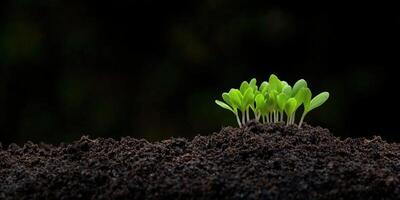 Newly sprouted plants emerging from rich soil in a dark environment photo