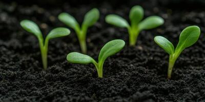 Growing seedling plants in rich soil during the early morning photo