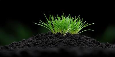 Fresh green grass sprouting from dark soil in a tranquil setting photo