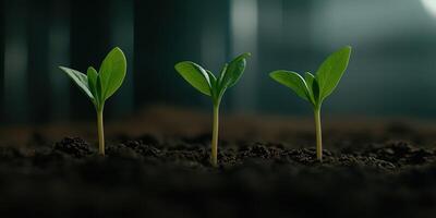 New seedlings emerge from rich soil in a greenhouse environment photo