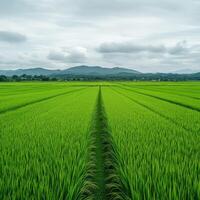 Expansive green rice fields under cloudy skies in tranquil countryside photo