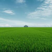 Lush green fields with a solitary house under a bright blue sky photo
