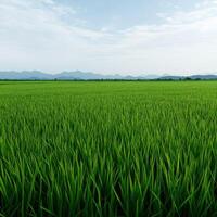 Lush green rice field under a clear sky near distant mountains photo