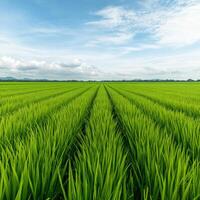 Lush green rice fields stretching under a bright blue sky in rural landscape photo