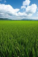 Expansive green rice field under a bright blue sky with clouds photo