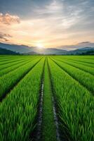 Vibrant rice fields at sunset with mountains in the background photo