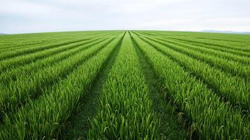 Lush green rice fields stretch across the landscape under a cloudy sky photo