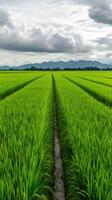 Lush green rice fields under cloudy skies in mountain region photo