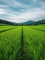 Lush green rice fields stretching towards distant hills under a blue sky photo