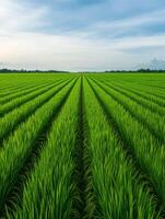 Lush green rice fields stretching across the horizon in daylight photo
