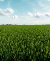 Vast green rice field under a clear sky with scattered clouds photo