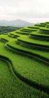 Lush green terraced rice fields in mountainous landscape at daytime photo