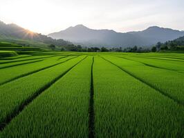 Lush green rice fields at sunrise amidst mountains in rural landscape photo