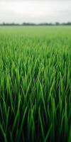 Lush green rice field stretches under a cloudy sky in rural area photo