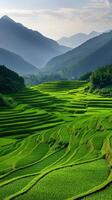 Lush green terraced rice fields against mountainous backdrop in golden hour photo