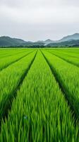 Lush green rice fields stretching across the landscape under a cloudy sky photo