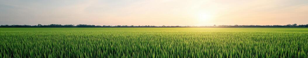 Lush green rice field at sunrise with vibrant sky and horizon view photo