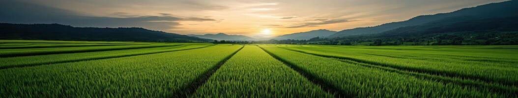 Sunrise over lush green rice fields in a serene rural landscape photo