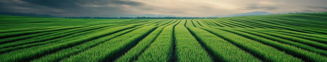 Lush green rice fields stretch across the landscape at dawn photo