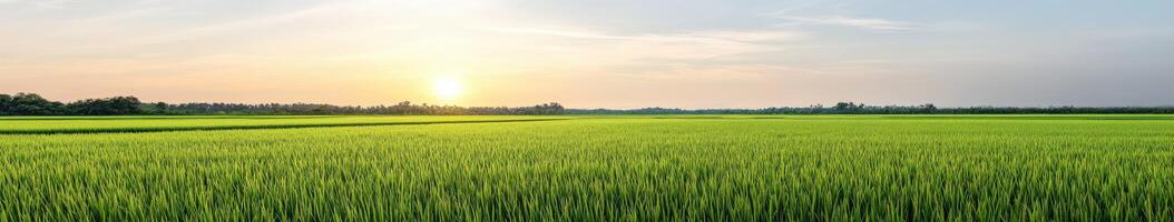Lush green rice fields basking in sunlight during golden hour photo