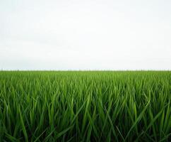 Lush green grass field stretches under a clear sky at midday photo