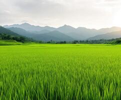 Lush rice fields under evening light with distant mountains in background photo