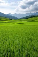 Vibrant green rice fields under a cloudy sky in a mountainous landscape photo