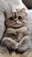 Captivating gray cat lounging on soft fabric with curious expression photo