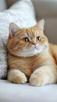 Cute orange cat relaxing on a cozy sofa in a bright living room photo