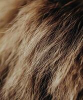 Close-up view of soft wool texture in natural light during morning hours photo