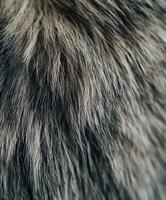 Close-up view of soft wool texture showcasing natural color variations photo