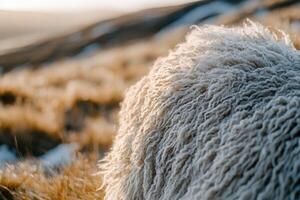 Wool fleece on a hillside during sunset in a serene landscape photo