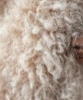 Close-up view of soft wool fibers showcasing their natural texture and curls photo