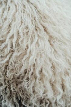 texturizado lana con natural chinos y fibras en suave blanco tonos foto