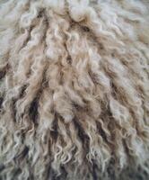 Close-up view of soft, textured wool showcasing its natural curls and fibers photo