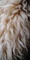 Soft and fluffy wool texture captured in close detail photo