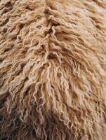 Fluffy wool texture from a light-colored animal coat close-up photo
