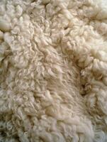 Soft and fluffy wool texture close-up showcasing natural fibers and color photo