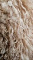 Close-up of soft, textured wool in natural brown tones photo